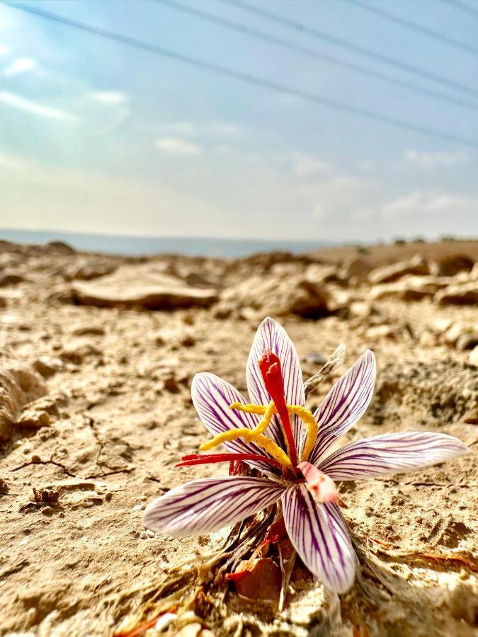 Отель Wadi Al-Wala View Camp Мадаба Экстерьер фото